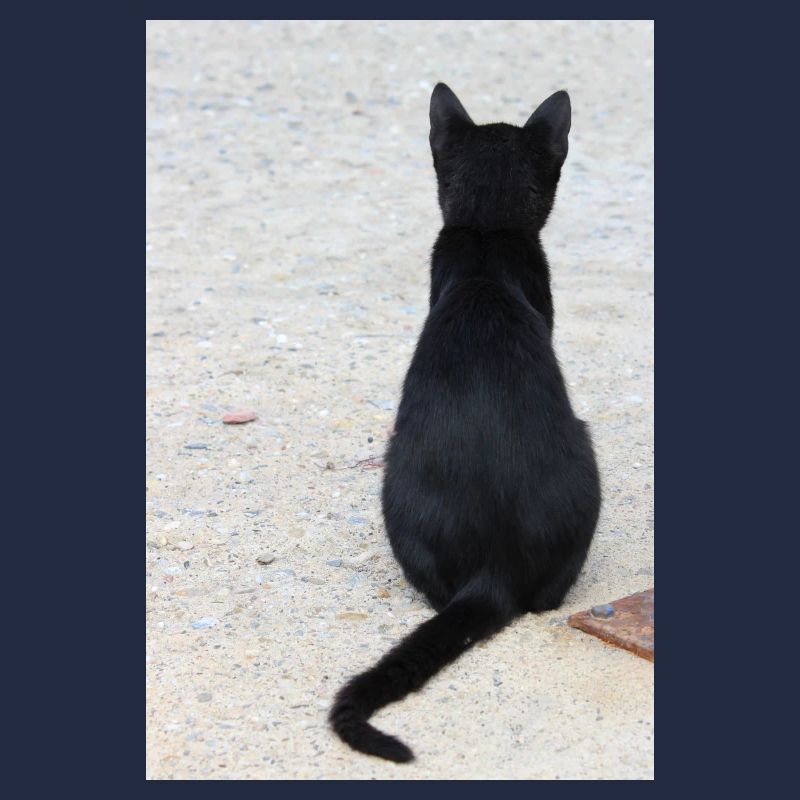 Chat Chat Chat Chat Chemise Cadeau