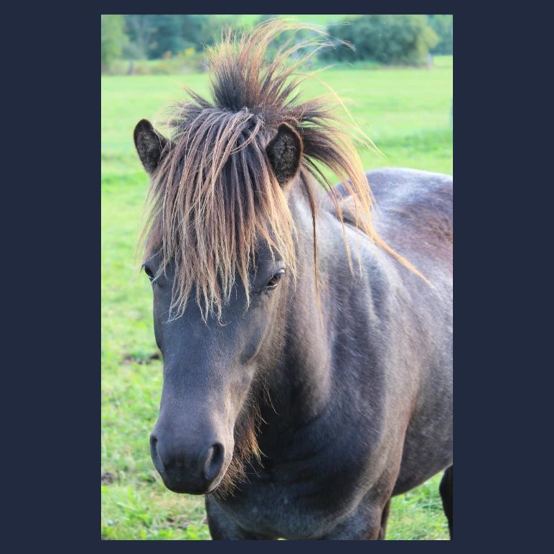 Affiche Cheval Cheval