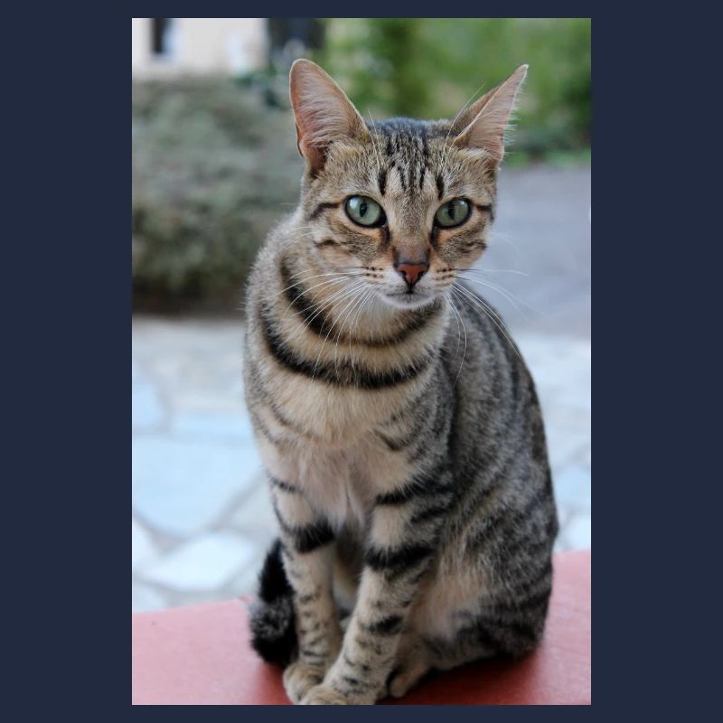 Chat Chaton Poster Chat Poster