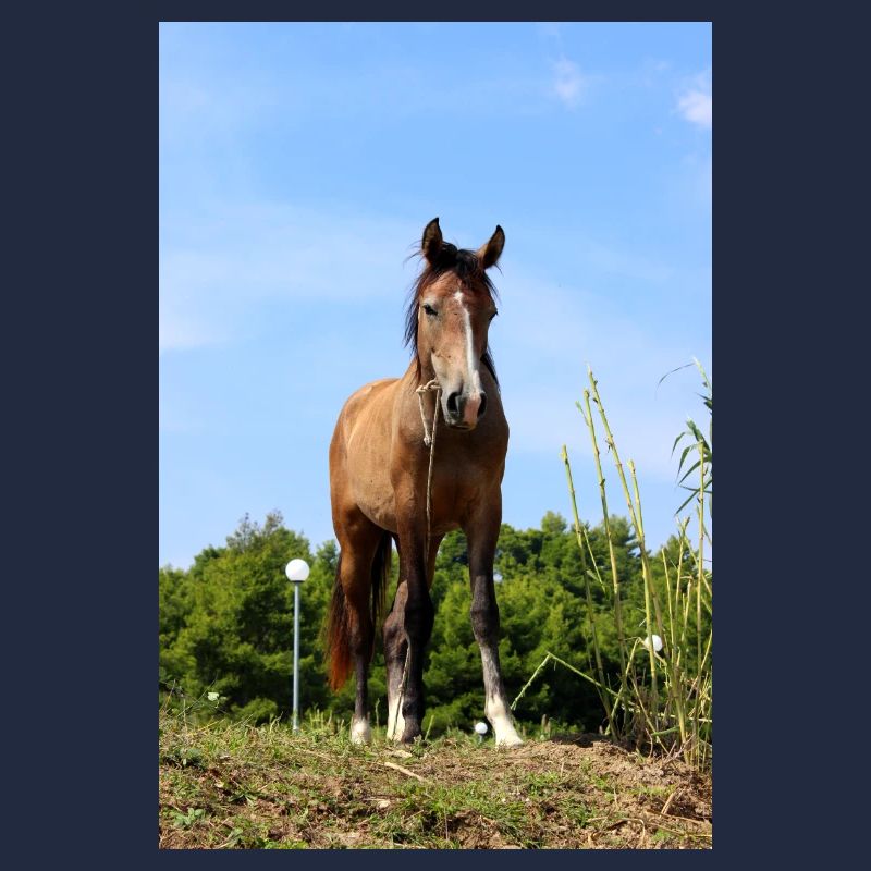Affiche Cheval Cheval