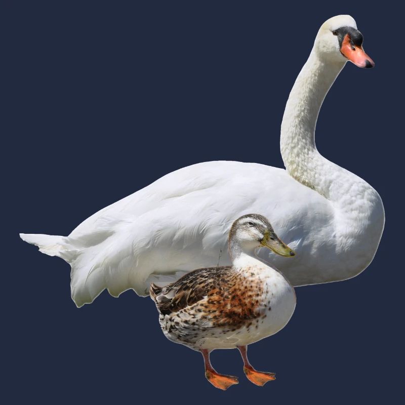 Schwan
