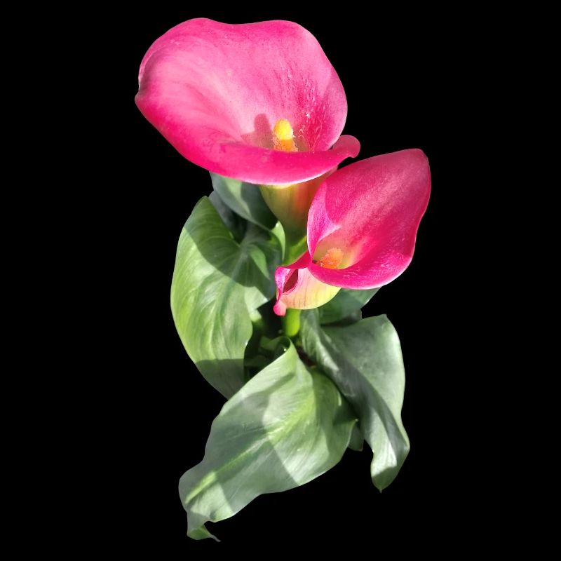 CALLASPink Calla Blossom Magic