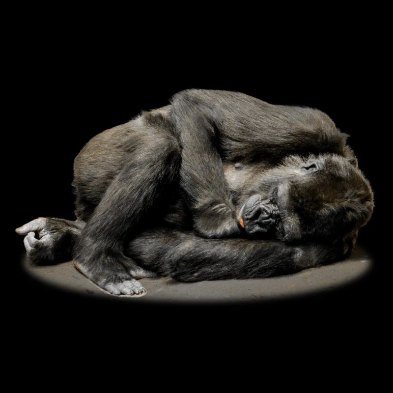 singe babouin gorille de chimpanzé orangutan262