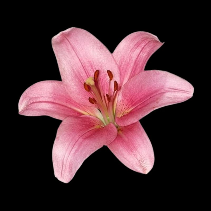 Fleur de lys - lily