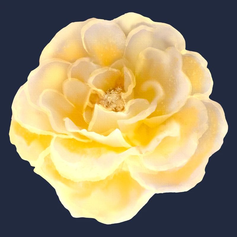 Rose Fleur