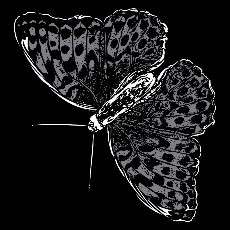 Aile de papillon Papillon Papillon