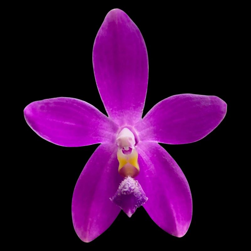 Orchidee Phalaenopsis speciosa x violacea Blüte