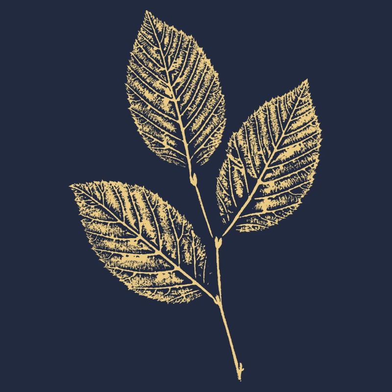 Leaves Beech / Beech Branch BOTANICAL