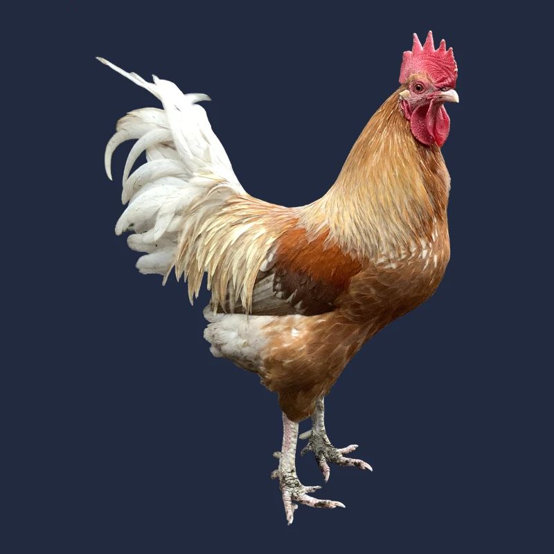 Hahn