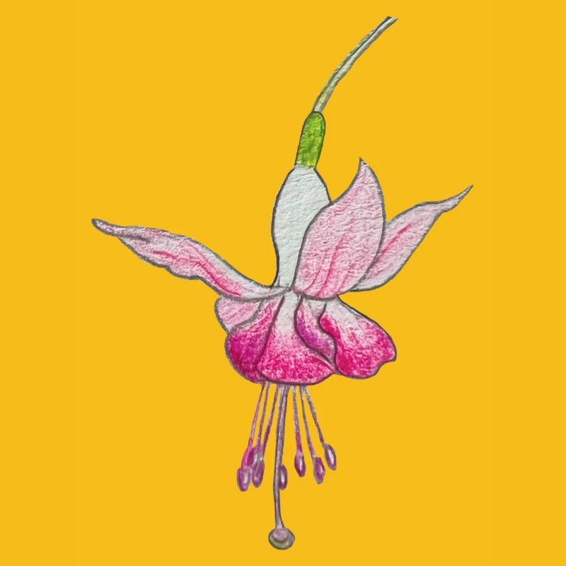 Fuchsienblüte