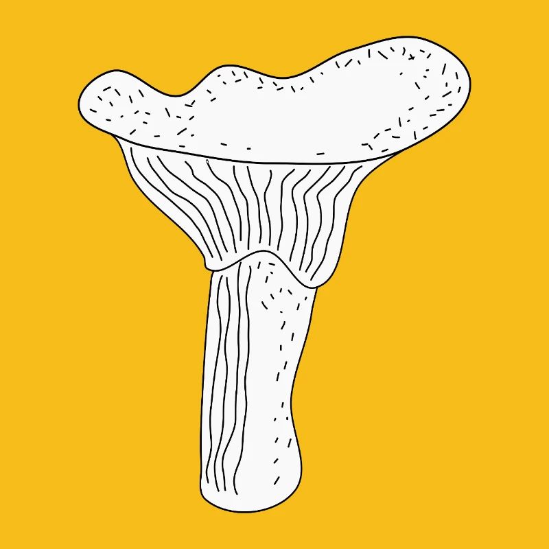 Girolles Champignons