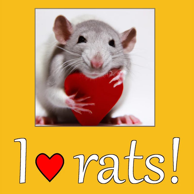 Rat with a heart