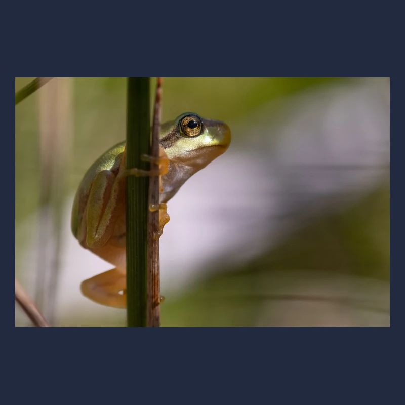 Tree frog