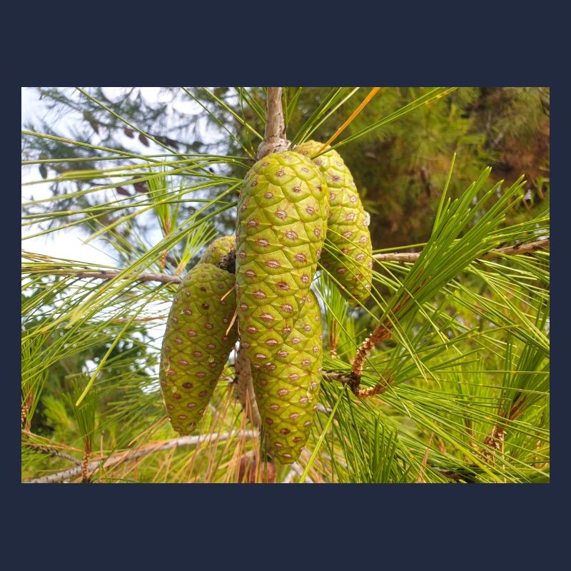Aleppo pine also Jerusalem pine Aleppo-Kiefer