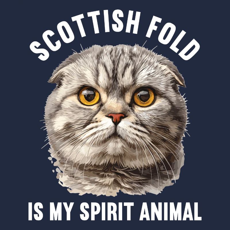 Scottish Fold Kitten Scottish Fold chat