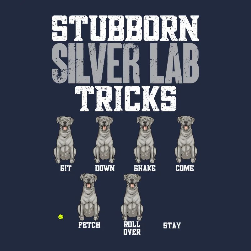 Silver Labrador Retriever Silver Lab