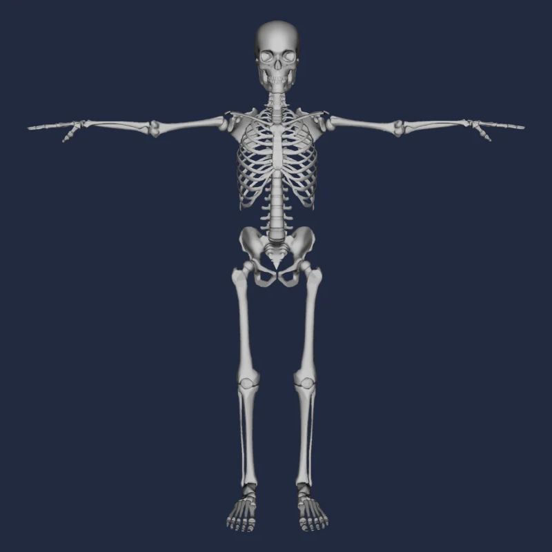 skeleton skelett bones knochen skull schaedel66