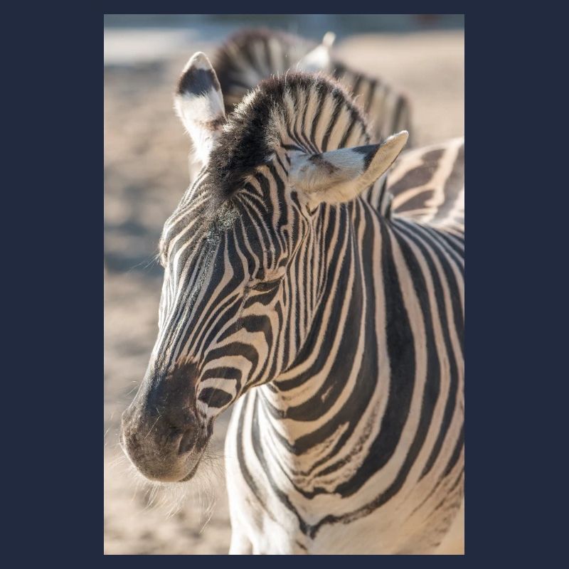 Zebra (auf Deutsch Zebra oder Zebras) Hippotigris