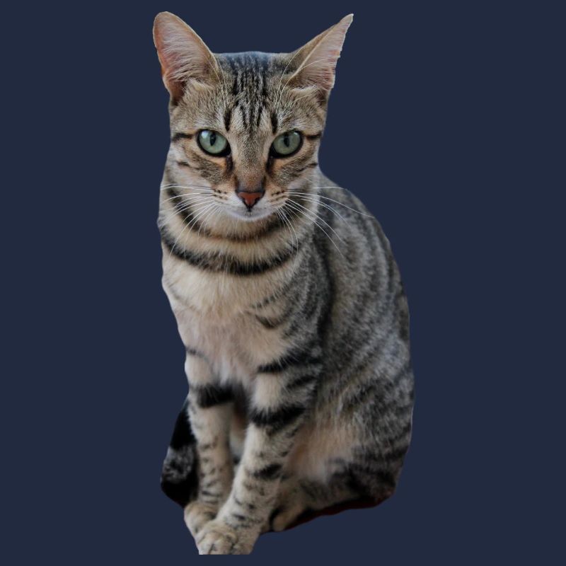 Chat chat chaton doux