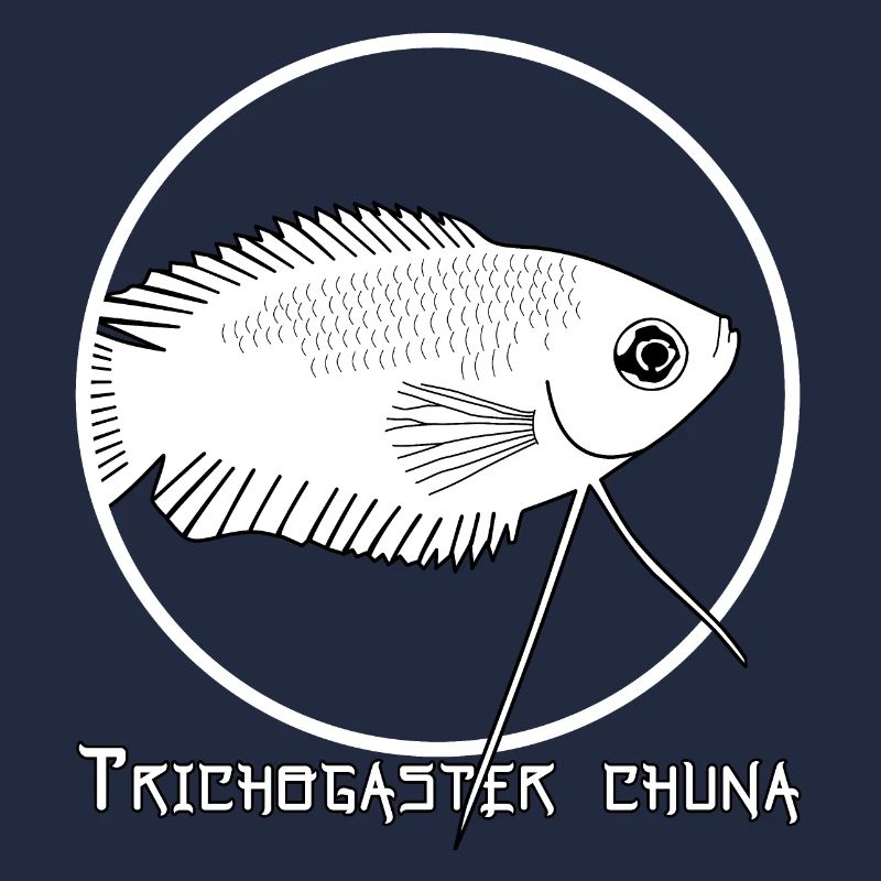 Trichogaster chuna