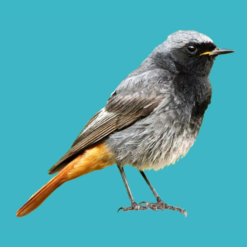Redtail Robin