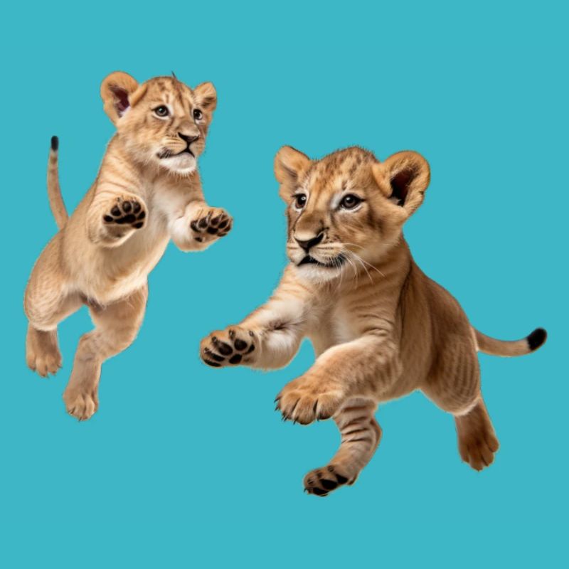 Lion cubs
