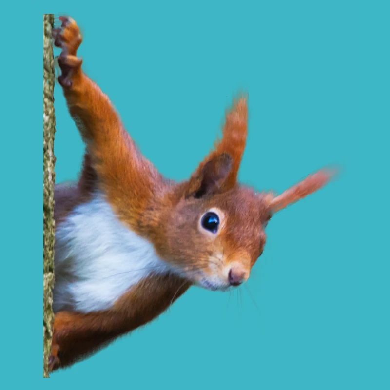 Eichhörnchen