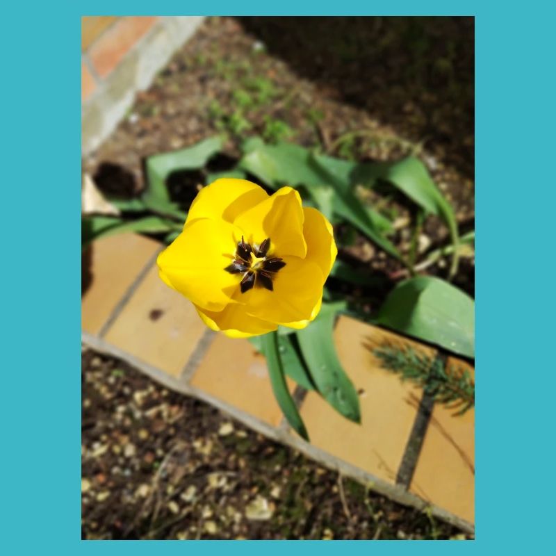 Tulipe jaune