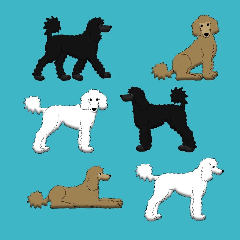 Sélection de caniche