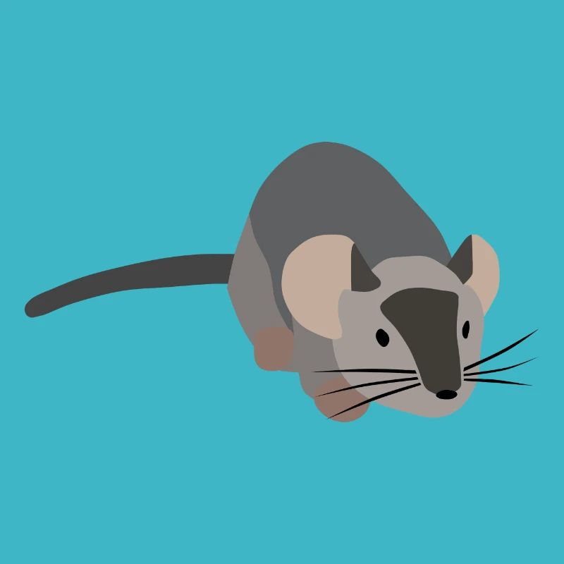 Souris grise