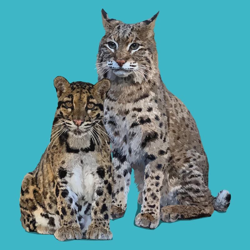 Clouded leopard and lynx