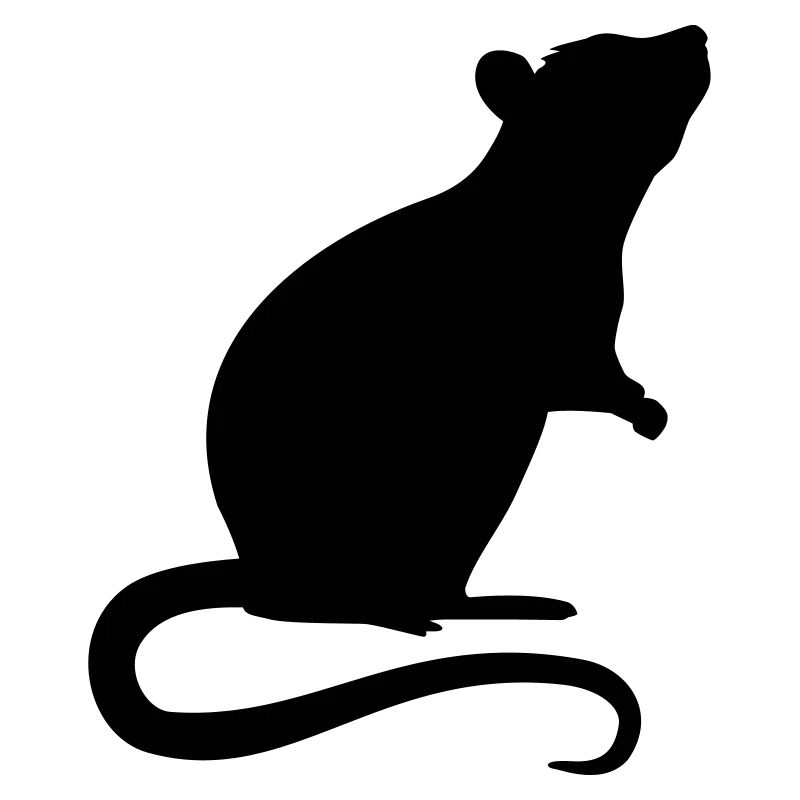 Rat