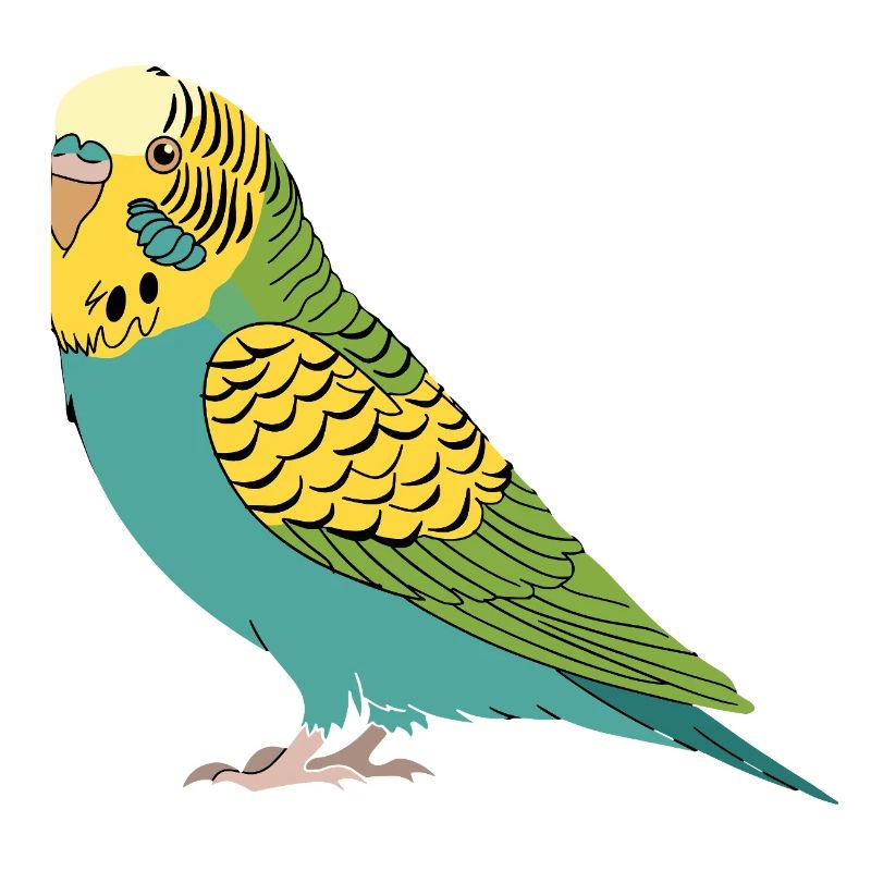 Perruche perruche turquoise vert jaune