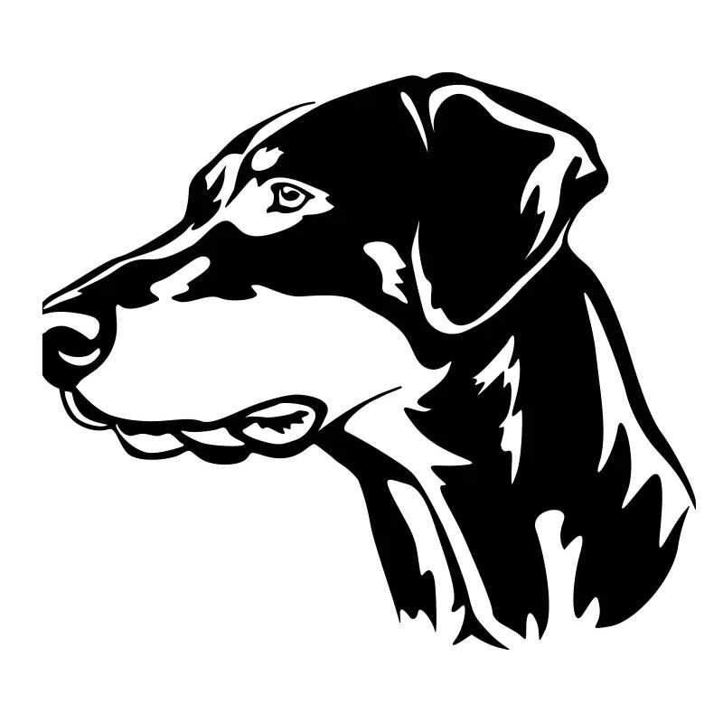 Tête de Doberman