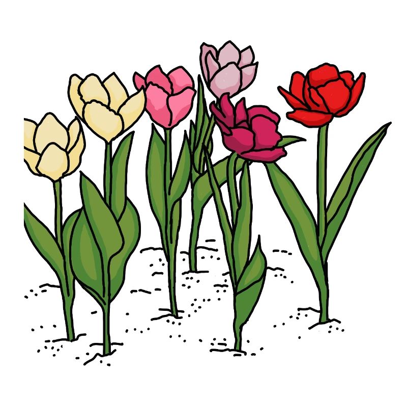 Tulips in spring