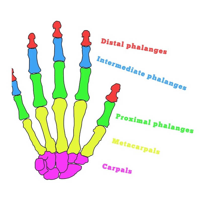 Hand Knochen Anatomie Mensch Evolution Physio