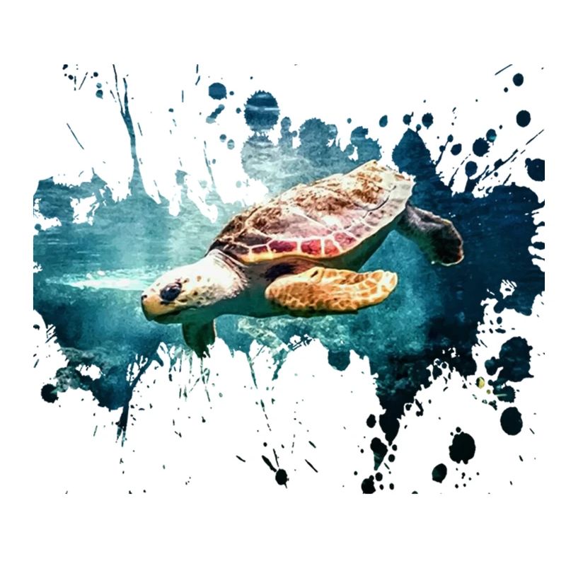 Petcontest Schildkröte