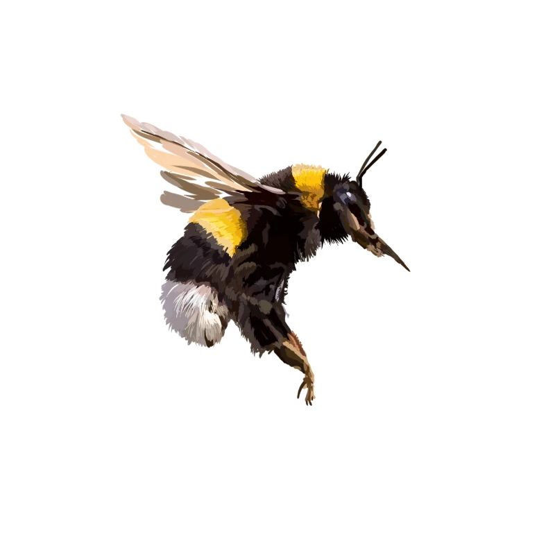 Hummel