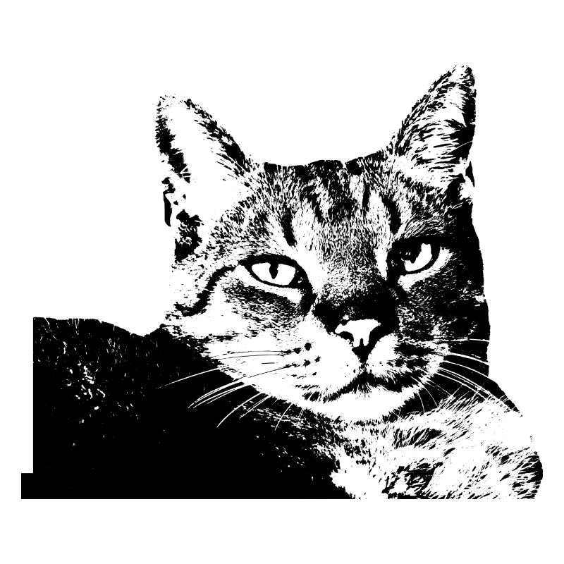 Cat Kitten Cat Shirt Gift