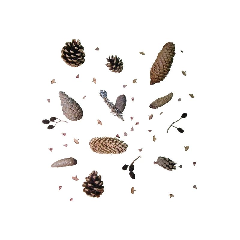 Cones, botany