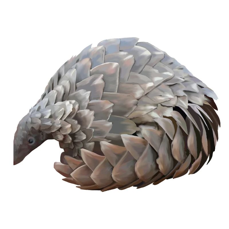 Pangolin dessiné à la main