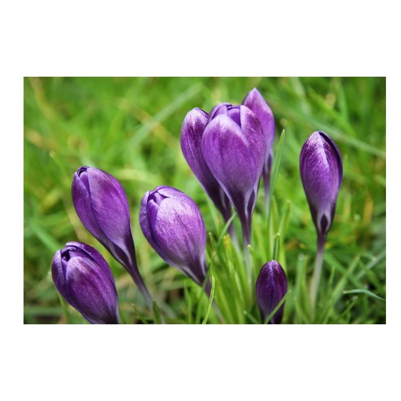 Purple Crocus Cluster in Spring Garden