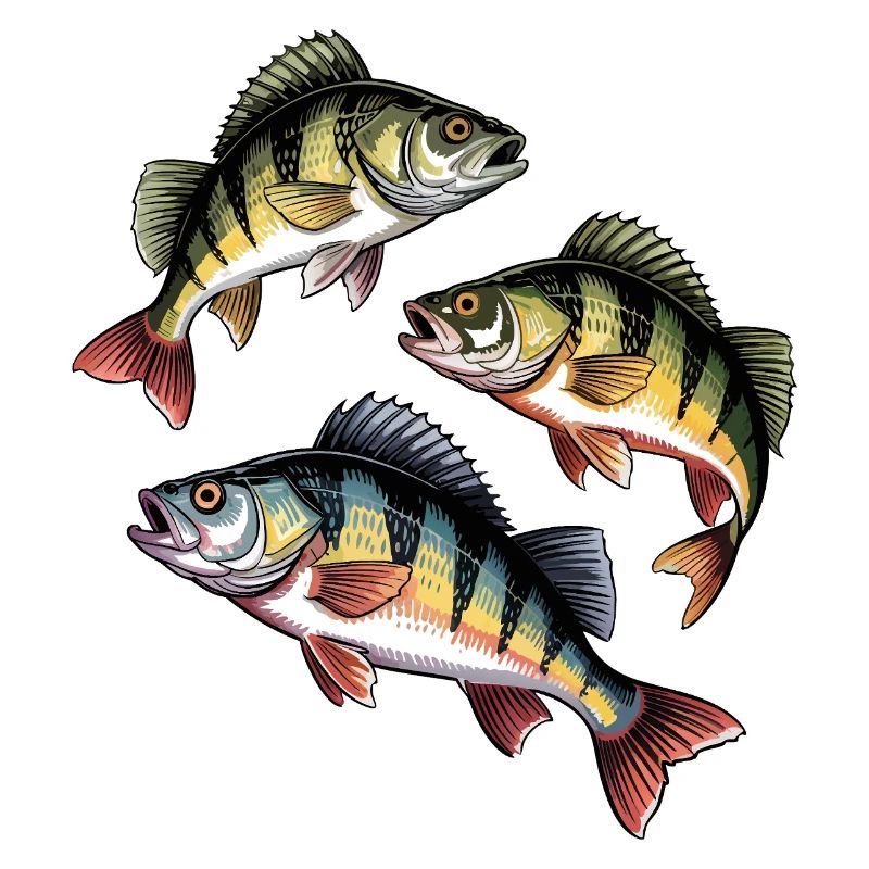 Pêche à la perche