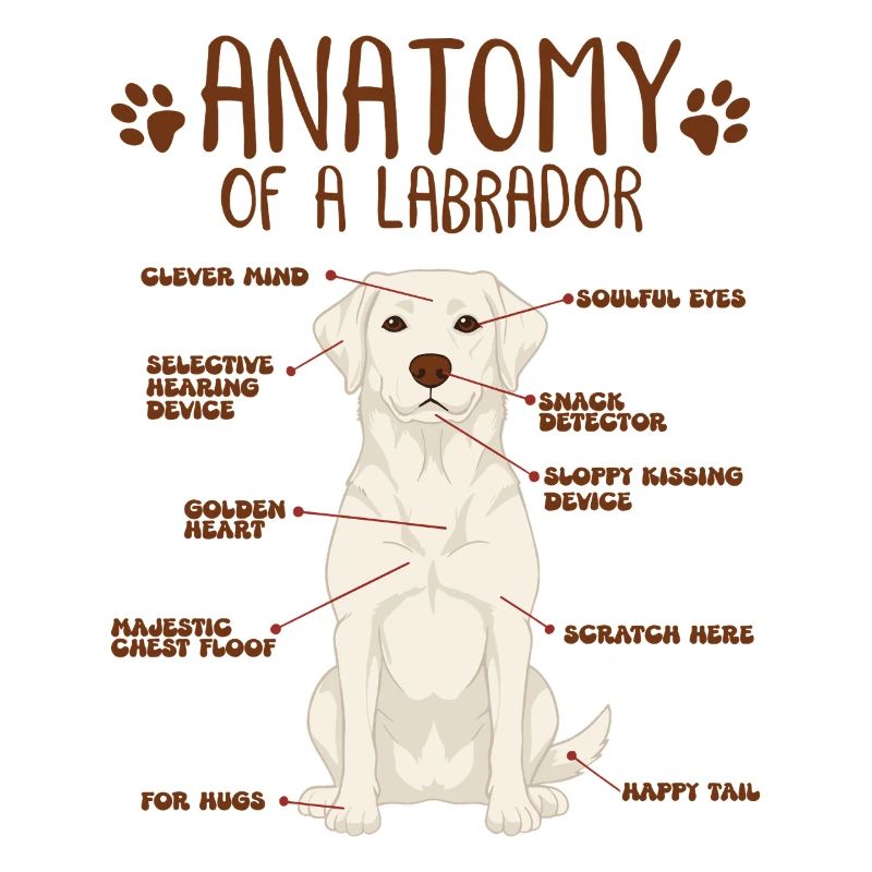 Anatomie d’un labrador blanc