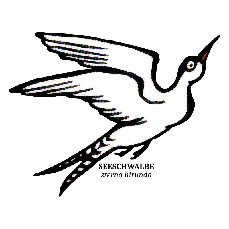See Schwalbe Sterna hirundo maritim illustration