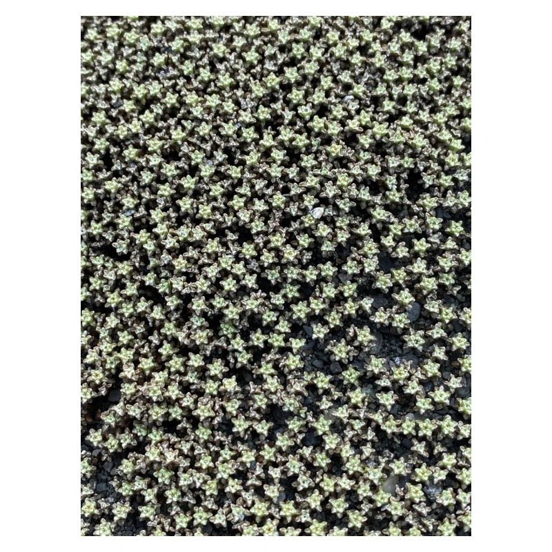 Star pattern in green shimmer