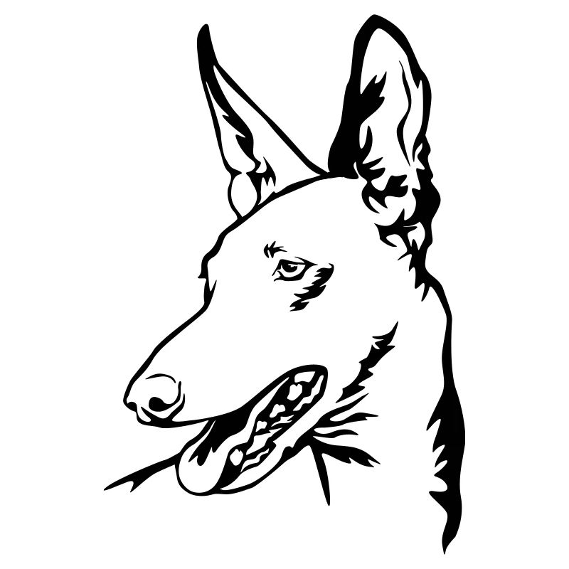 Podenco Kopf
