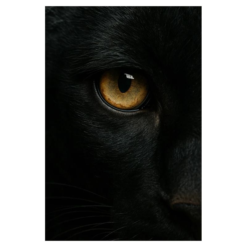 Mystischer Schwarzer Panther Blick