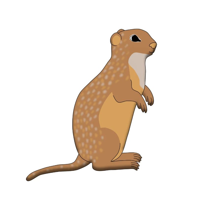 Ground squirrel is