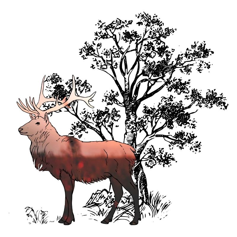 Hirsch_Wald